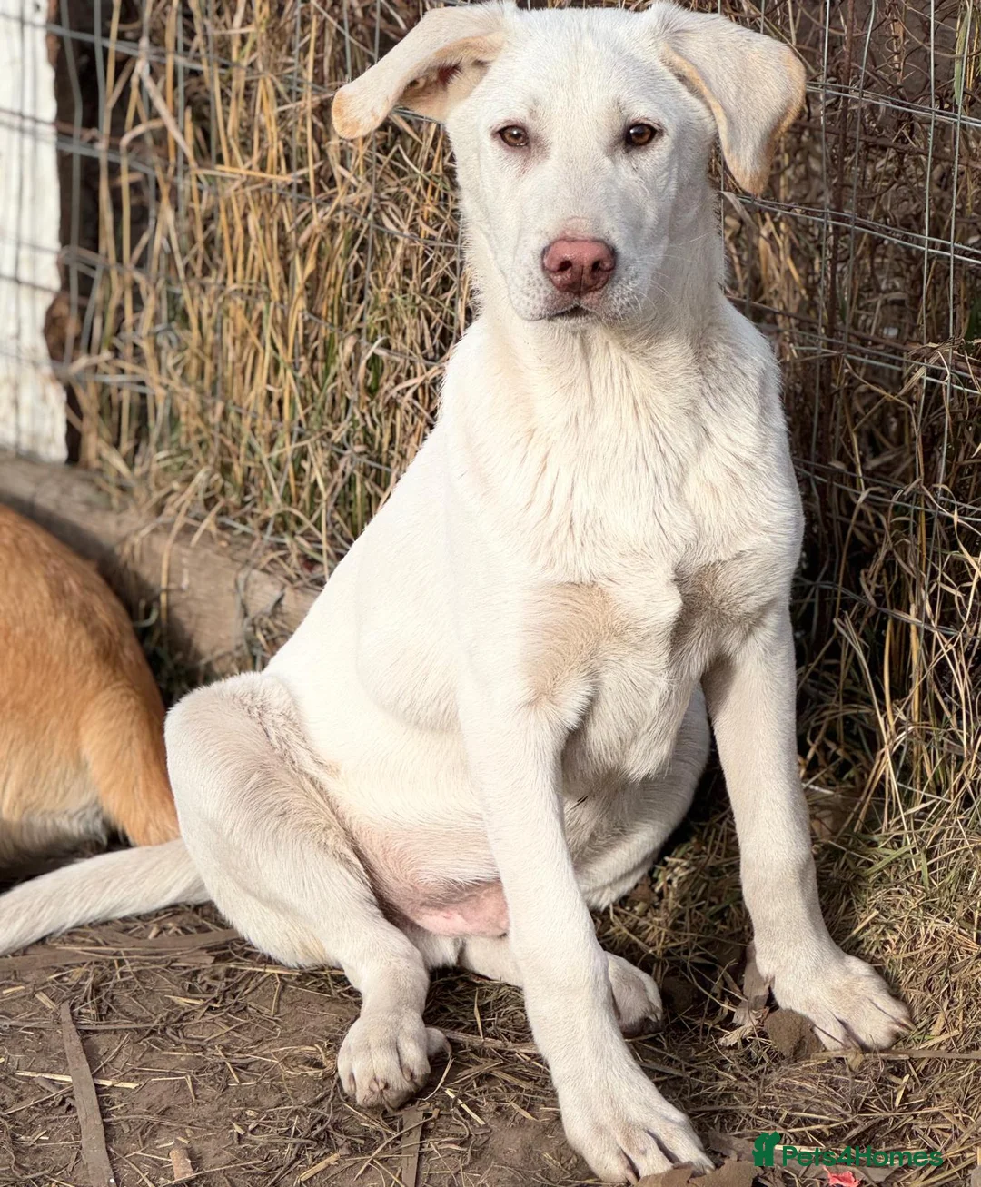 Mixed Breed dogs for adoption: 🐾 JACK – a Gentle Soul with the Sweetest Eyes 🐾 - Advert 1