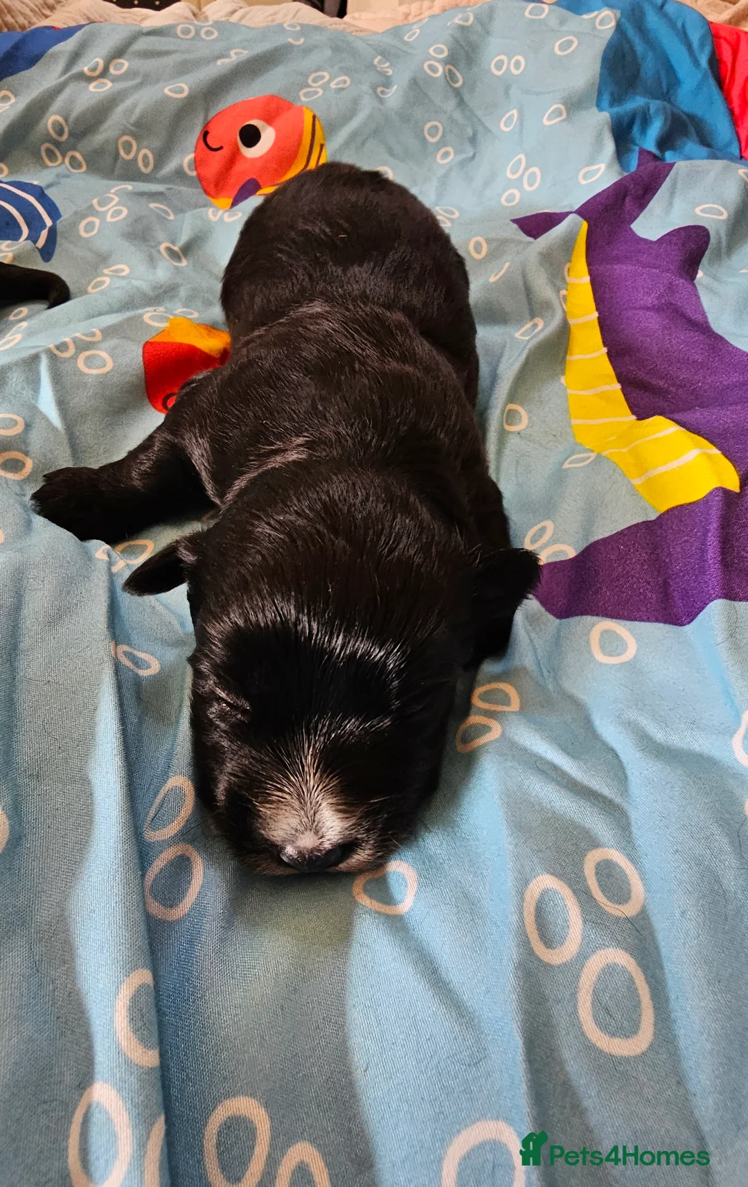 Morkie dogs for sale: Morkie puppies (2 girls and 1 boy) - Advert 2