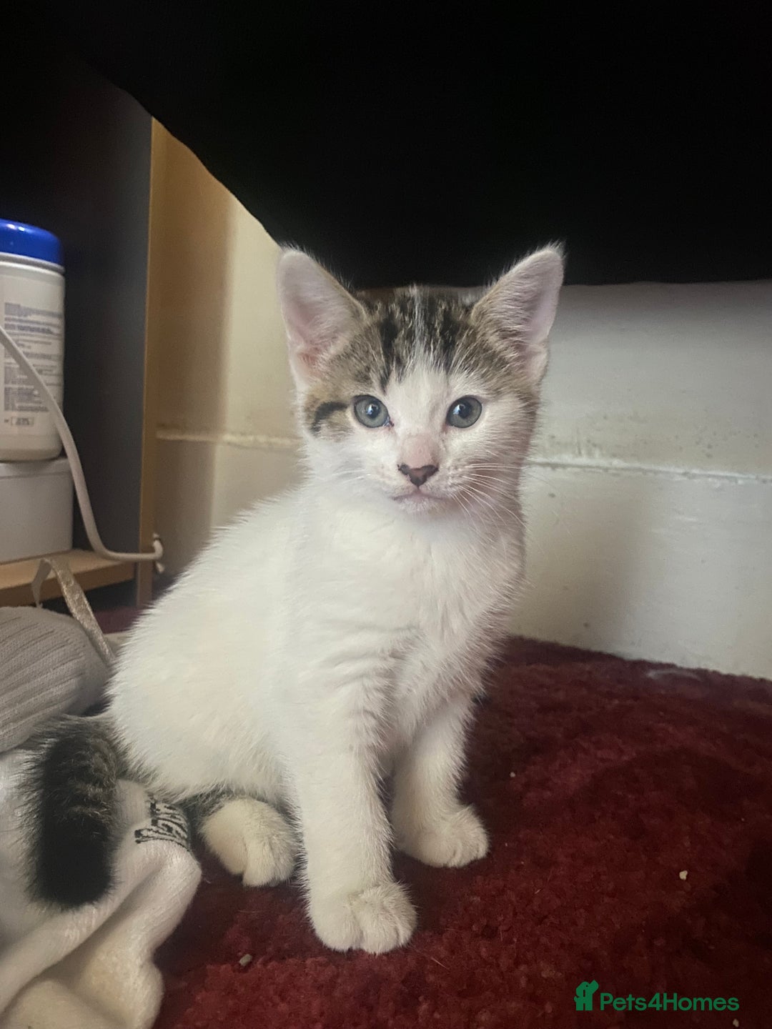 American Shorthair cats for sale: KITTEN FOR SALE IN ENFIELD - Image 2