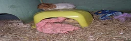 Guinea Pig rodents for sale: TWO beautiful Guinea pigs, hutch & all accessories in Croydon - Advert 1