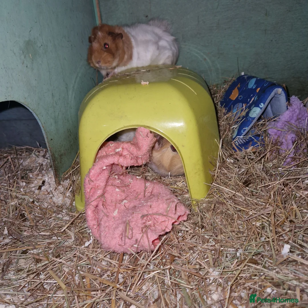 Guinea Pig rodents for sale: TWO beautiful Guinea pigs, hutch & all accessories in Croydon - Advert 1