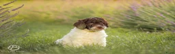 Spanish Water Dog dogs for sale: Spanish water dog  - Advert 8