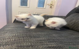 Ragdoll cats for sale:  Beautiful Ragdoll Kittens * 3 BoYs *  - Image 26