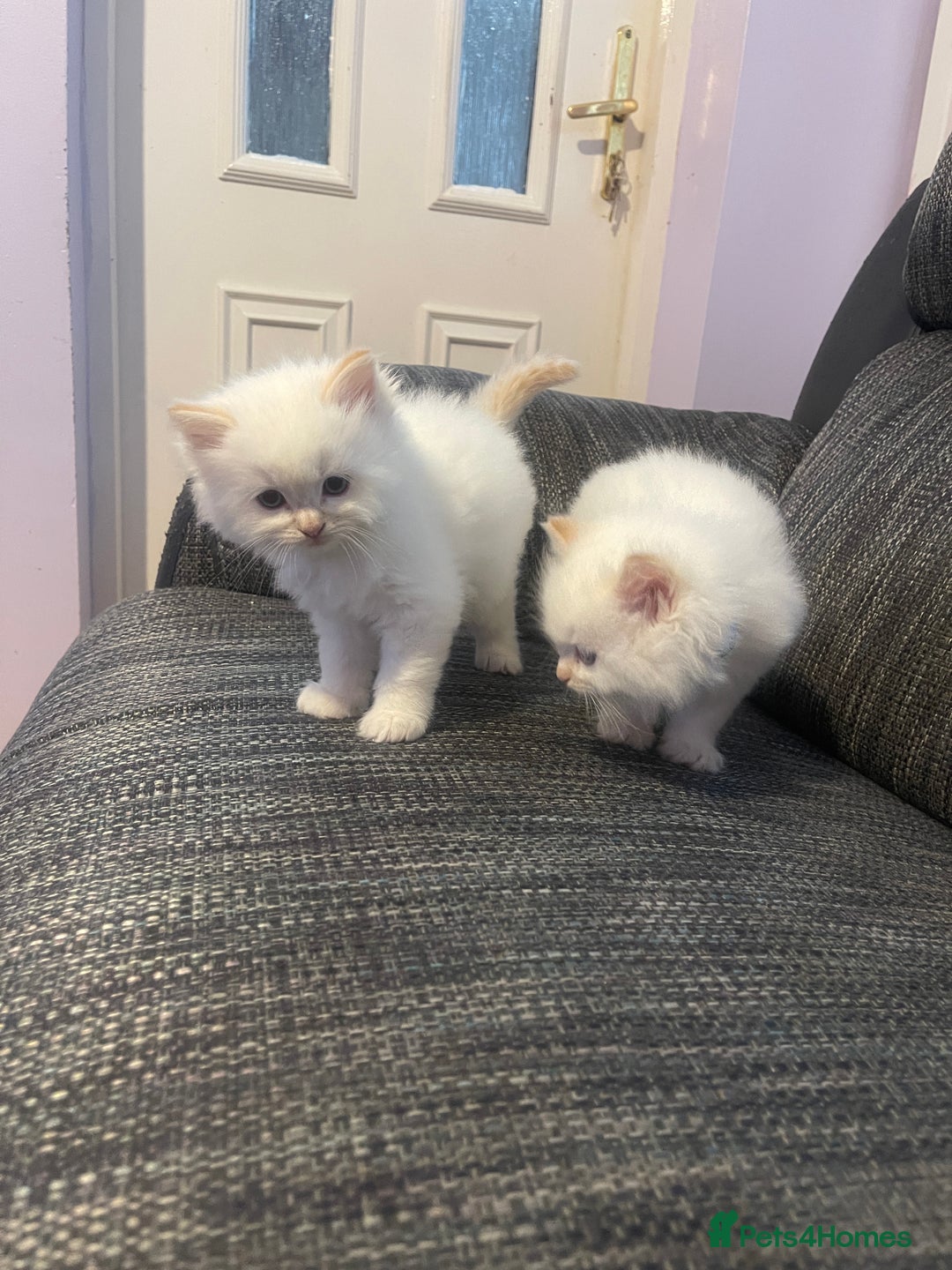 Ragdoll cats for sale:  Beautiful Ragdoll Kittens * 3 BoYs *  - Image 26