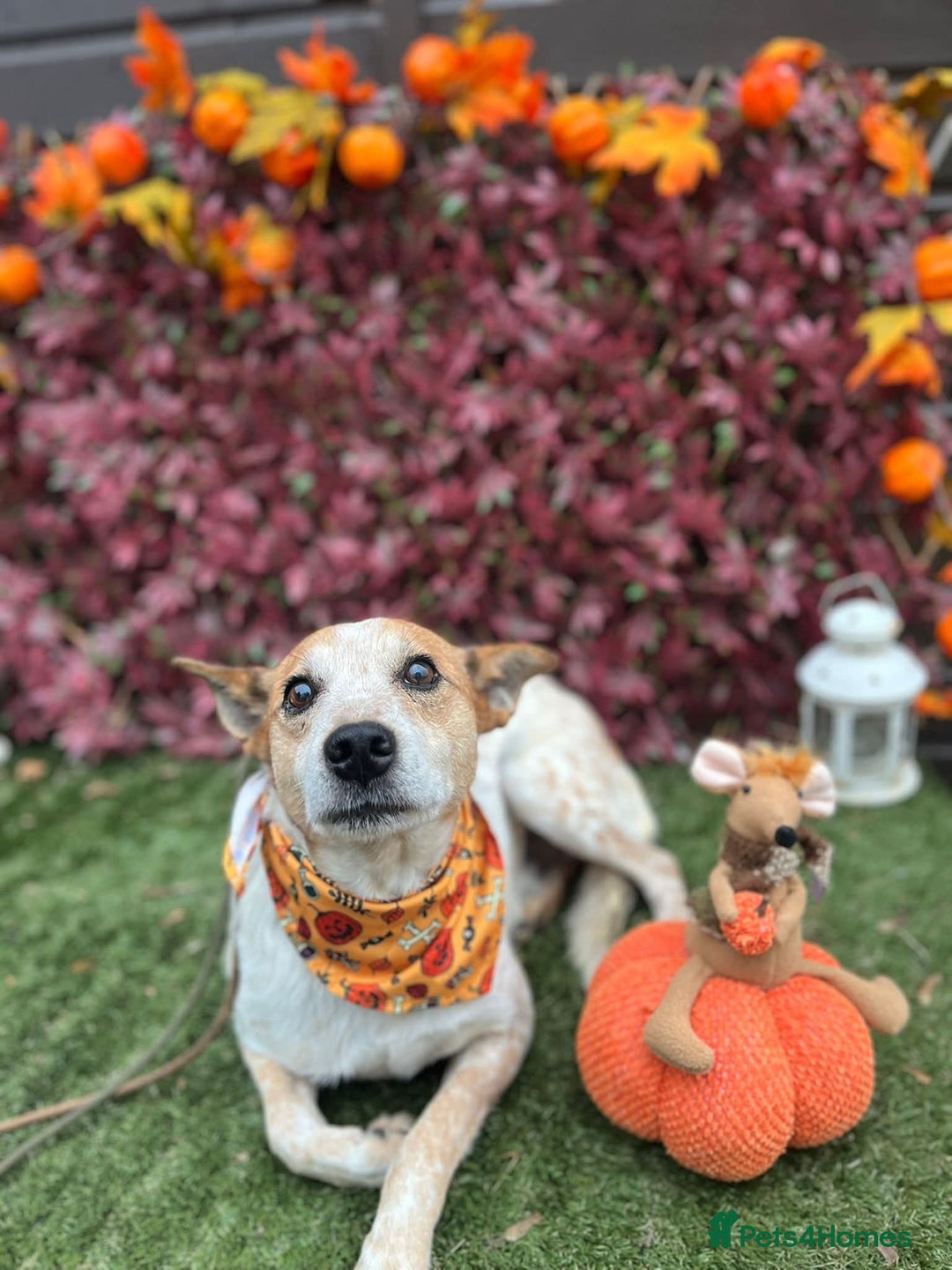 Mixed Breed dogs for adoption: Raffles - Image 2