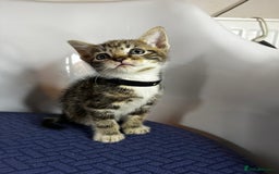 Domestic Shorthair cats for sale: Little ones  - Image 9