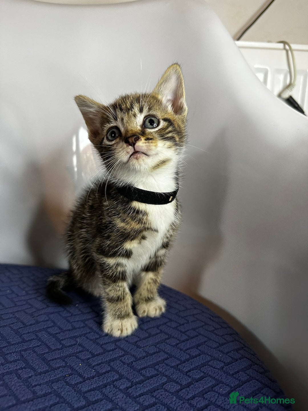 Domestic Shorthair cats for sale: Little ones  - Image 9