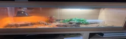 Leopard Gecko reptiles for sale: Female albino leopard gecko in Hemel Hempstead - Advert 2
