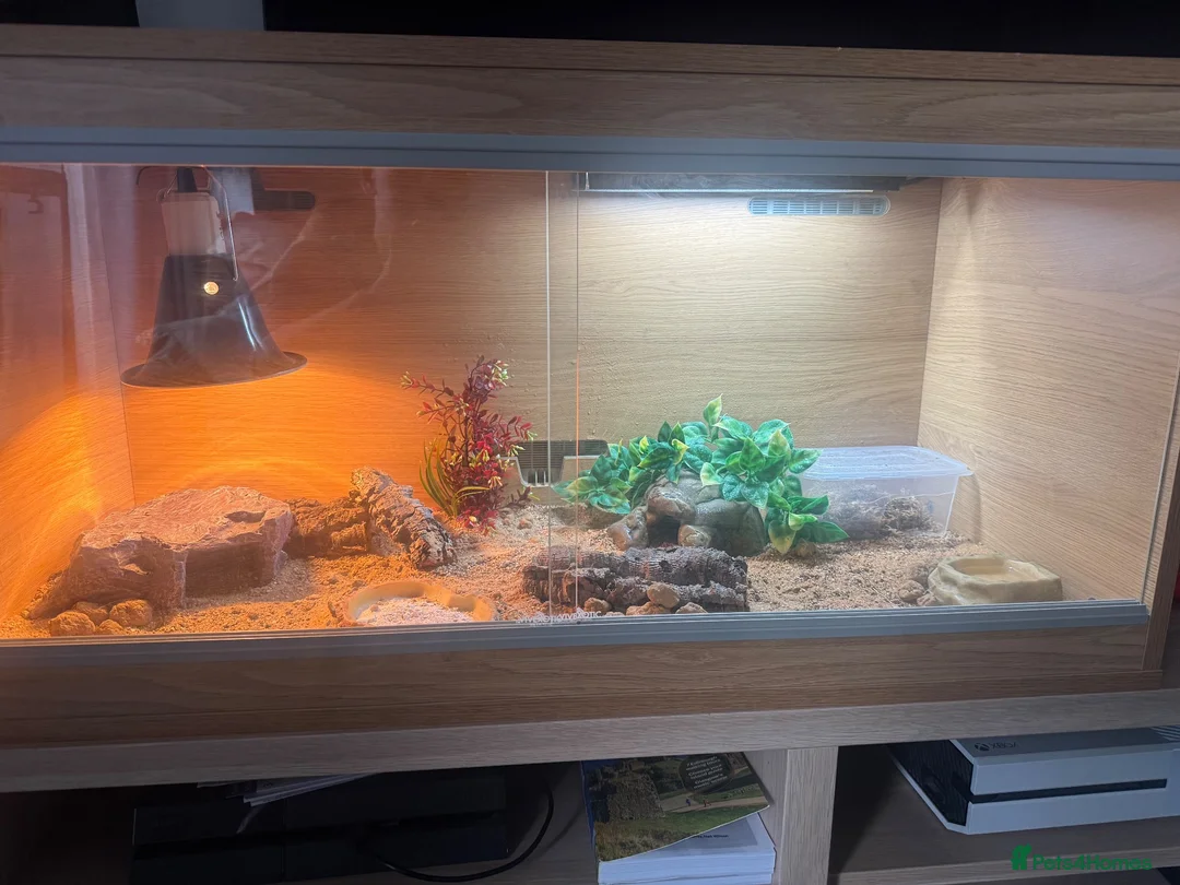 Leopard Gecko reptiles for sale: Female albino leopard gecko in Hemel Hempstead - Advert 2