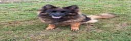 German Shepherd dogs for sale: QUALITY GERMAN SHEPHERD LONG HAIR PUPPIES  - Advert 6