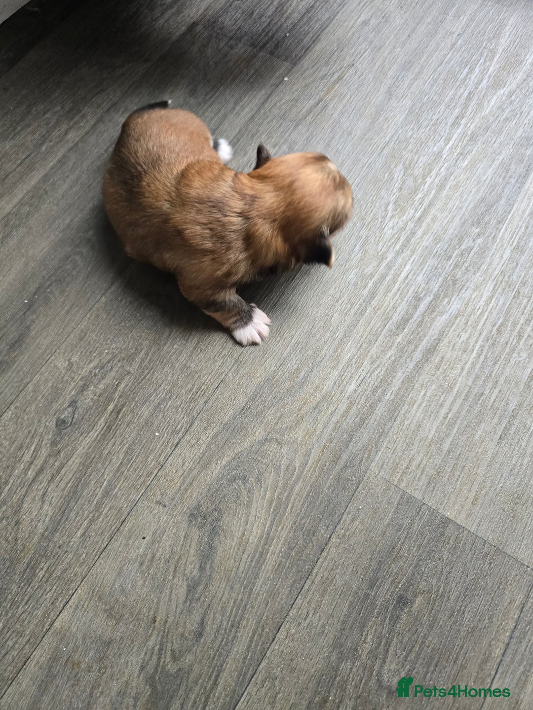 Morkie dogs for sale: Morkie puppies for sale - Image 4