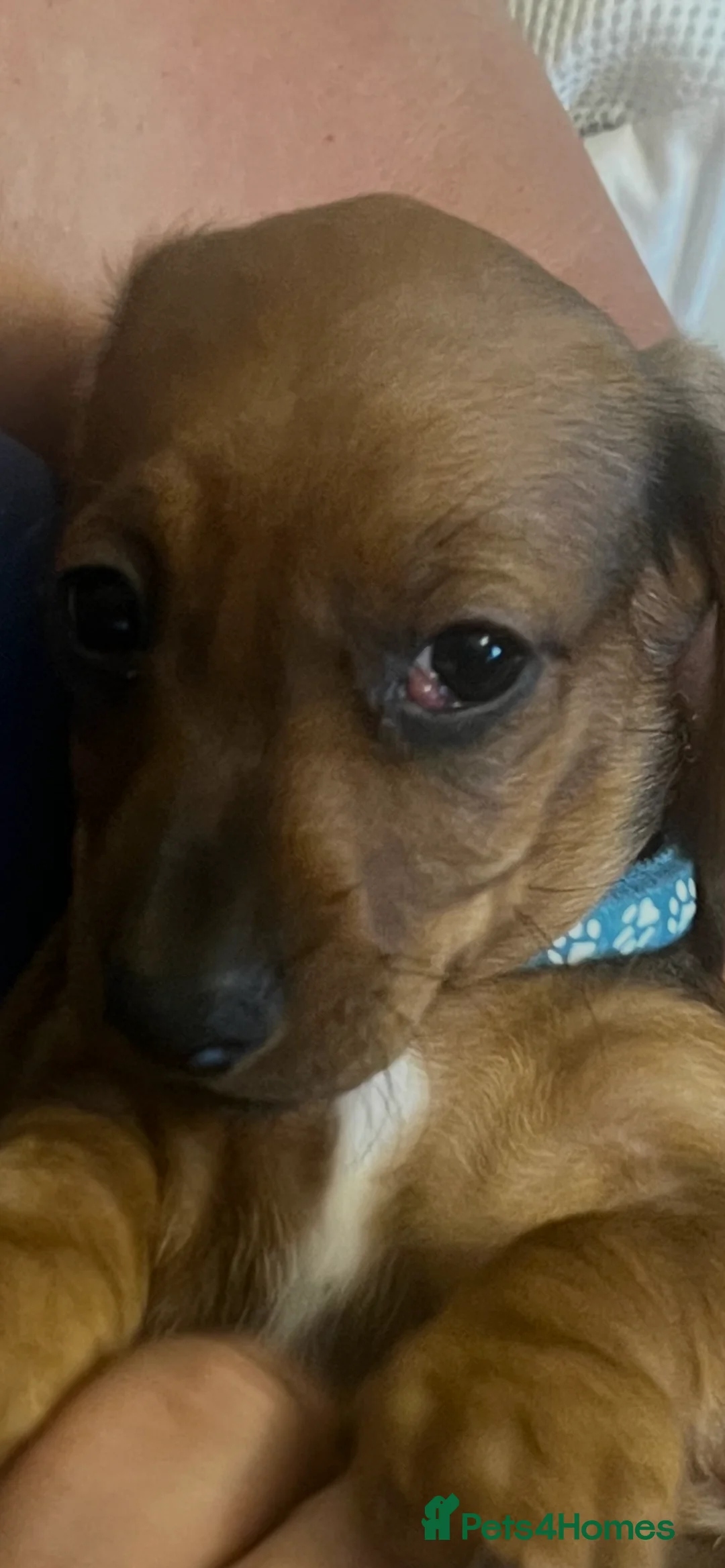 Dachshund dogs for sale: 2 dachshund puppies  - Advert 2