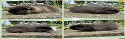 Guinea Pig rodents for sale: Friendly Swiss guinea pig boars (boys) - Advert 1