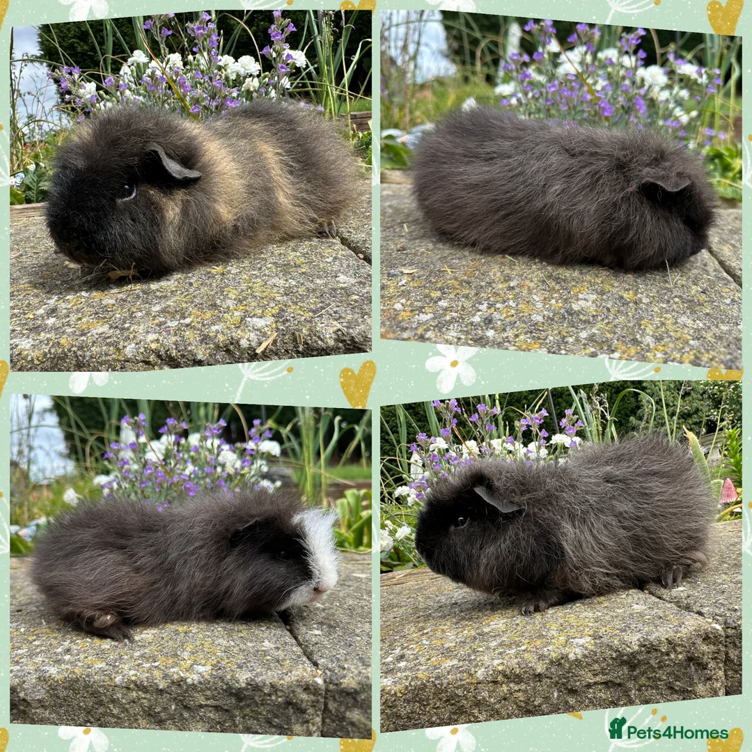 Guinea Pig rodents for sale: Friendly Swiss guinea pig boars (boys) - Advert 1