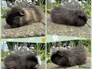 Guinea Pig rodents for sale: Friendly Swiss guinea pig boars (boys) - Advert 2