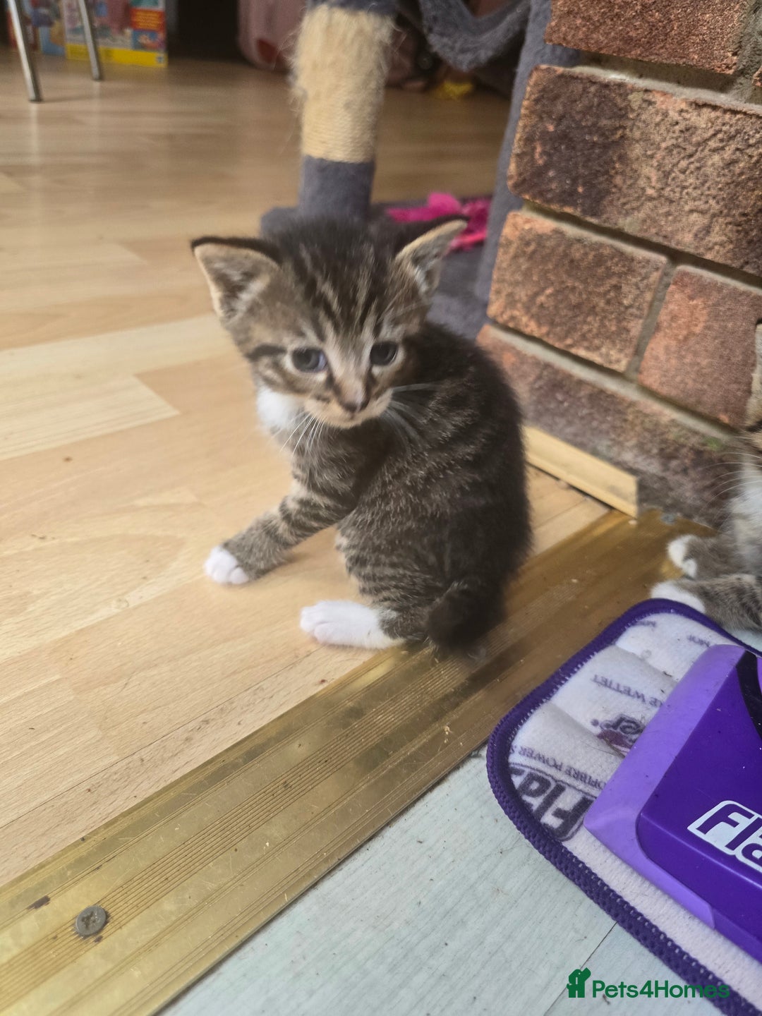Mixed Breed cats for sale: Kittens - Image 5