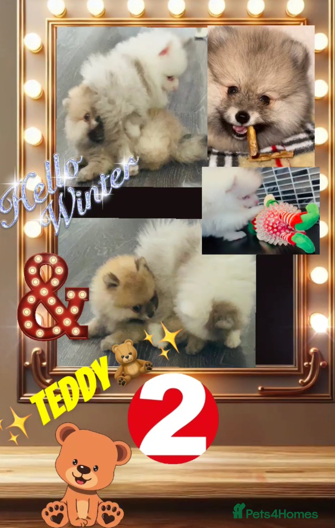 Pomeranian dogs for sale: ✨🐶Small Teddy Bear🧸 SKY🩵BLUE EYE 👀POMS🐶✨ - Advert 11