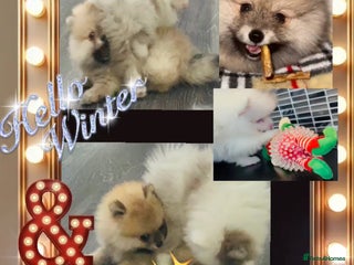 Pomeranian dogs ✨🐶650g Teddy Bear🧸 SMALL SKY🩵BLUE EYE 👀POMS🐶✨ - Advert 9