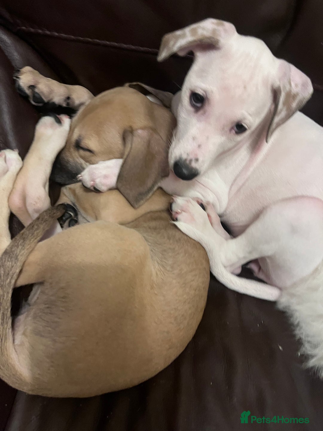 Mixed Breed dogs for sale: Staffy cross  - Advert 4