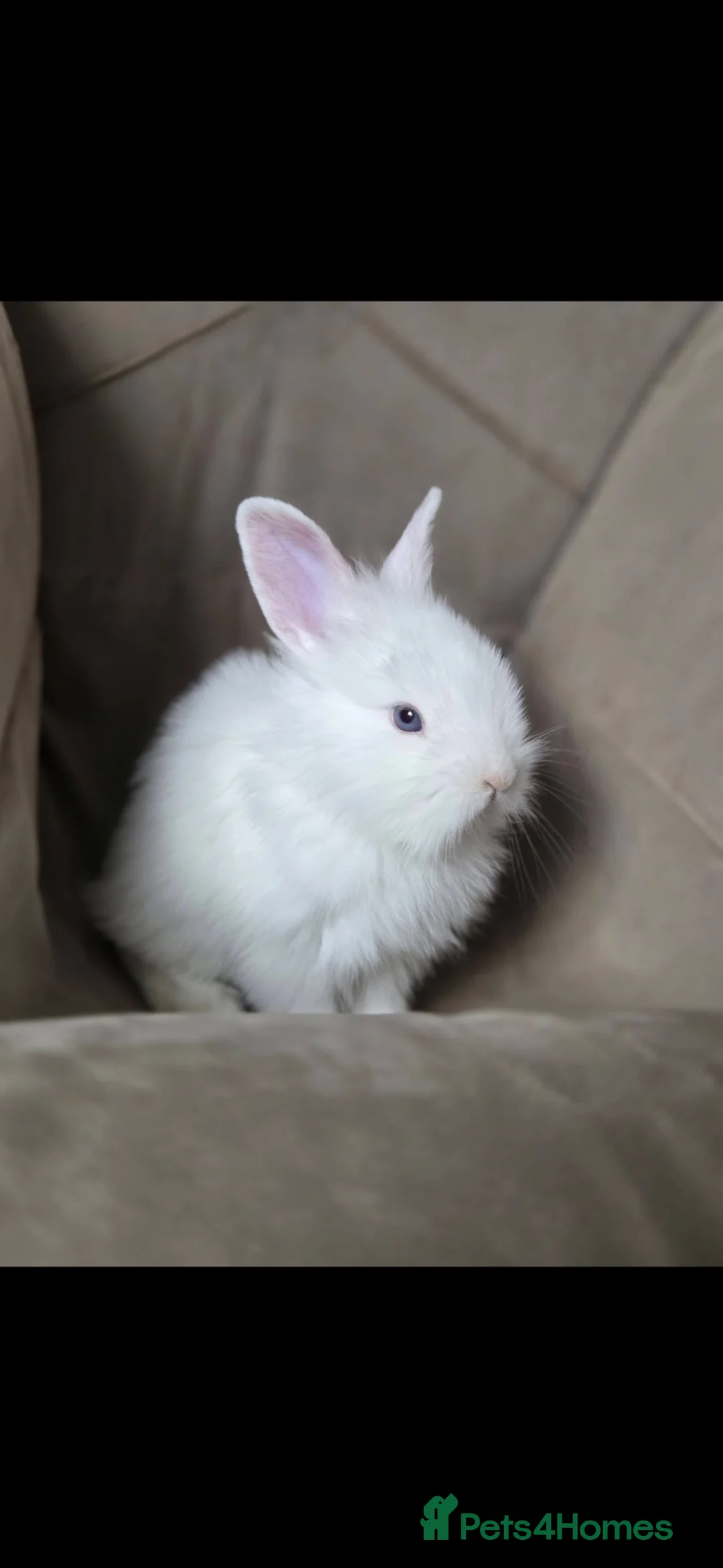 Mixed Breed rabbits for sale: Beautiful white rabbits with blue eyes in Newport - Advert 1