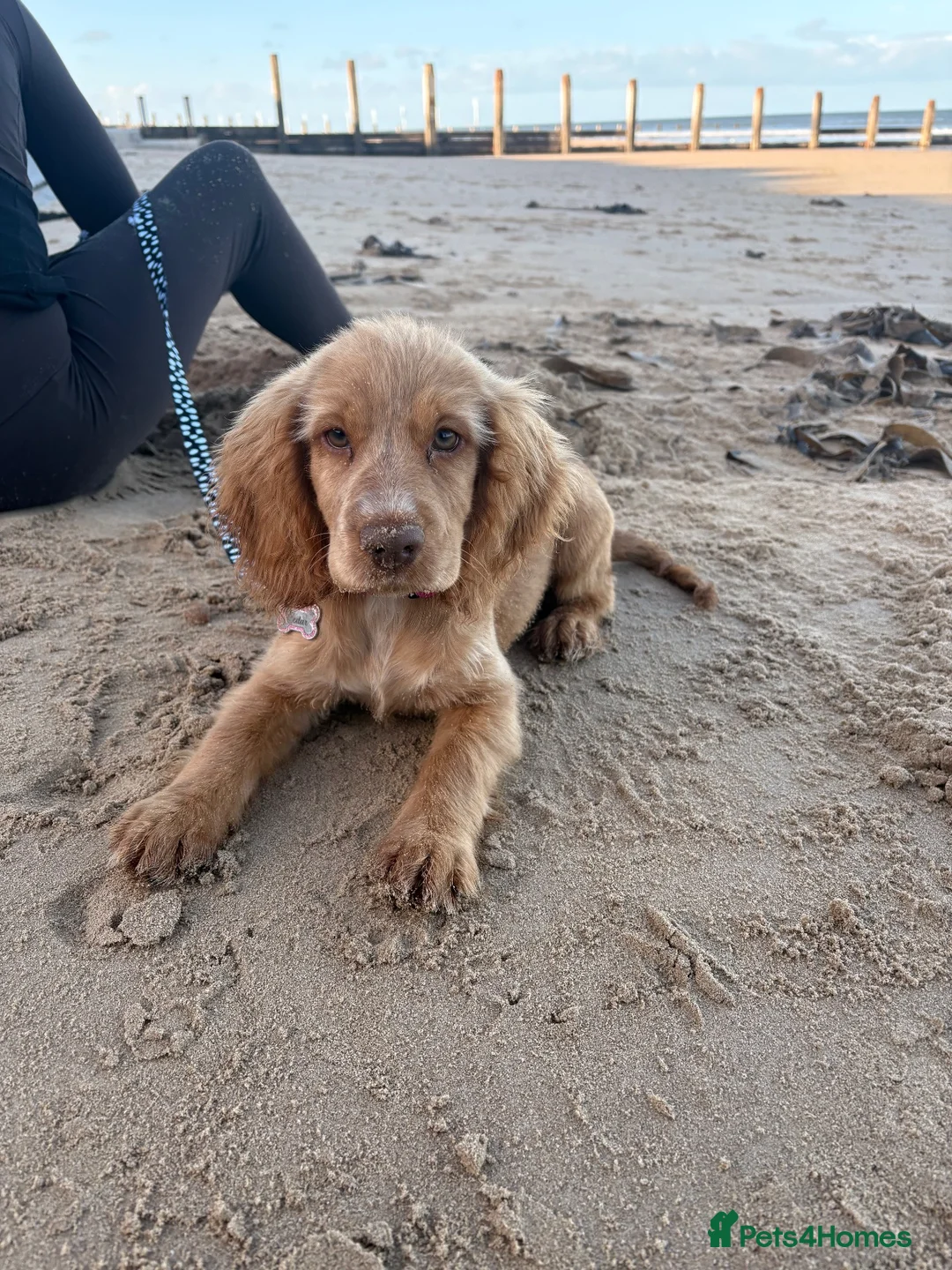 Cocker Spaniel dogs for sale: Cocker spaniel 16 weeks - Advert 2