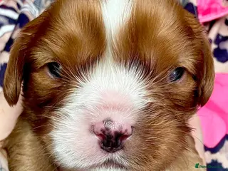 Cavalier King Charles Spaniel dogs Cavalier King Charles - Advert 14