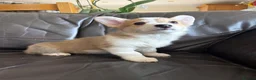 Welsh Corgi Pembroke dogs for sale: ✨KC Registered Welsh Pembrokeshire Corgi Puppies✨ - Advert 13