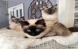 Ragdoll cats for sale: Pure blue point ragdoll kittens  - Image 5