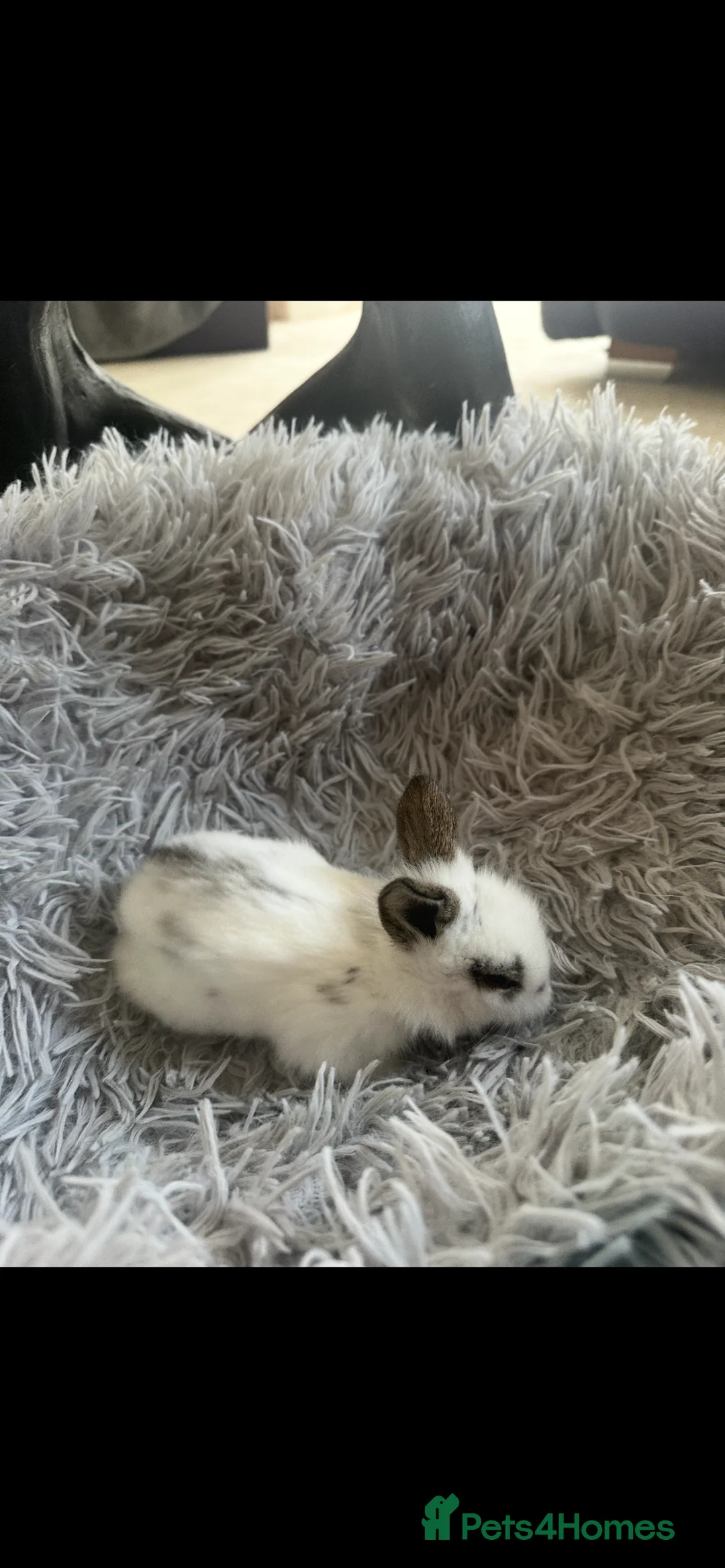 Lionhead rabbits for sale: Adorable Lionhead rabbits looking for Loving Homes in Bedford - Advert 9