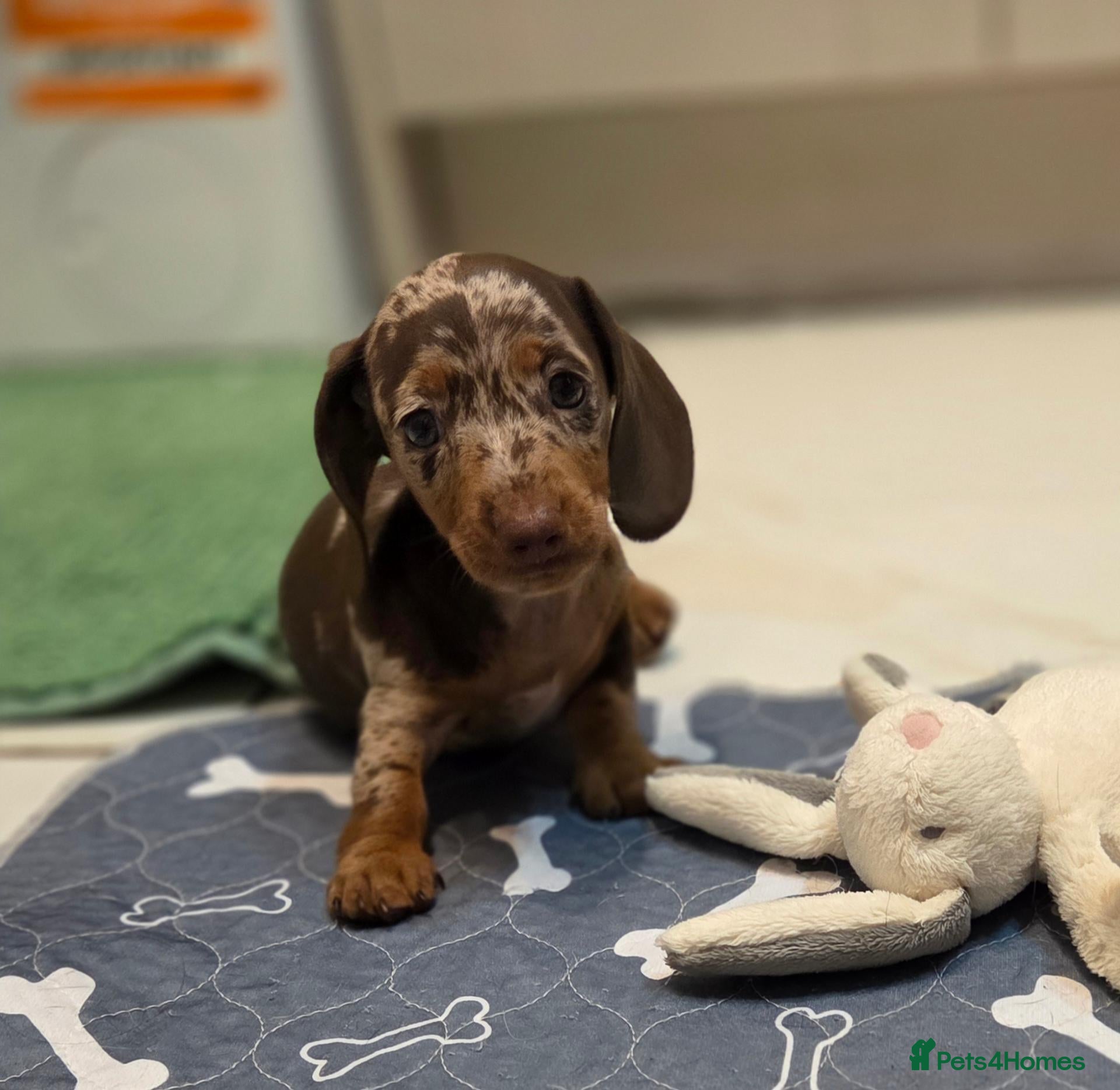 Miniature Dachshund dogs Kc Miniature Dachshund ❤️ - Advert 1