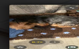 Yorkshire Terrier dogs for sale: Yorkshire terrier - Image 3