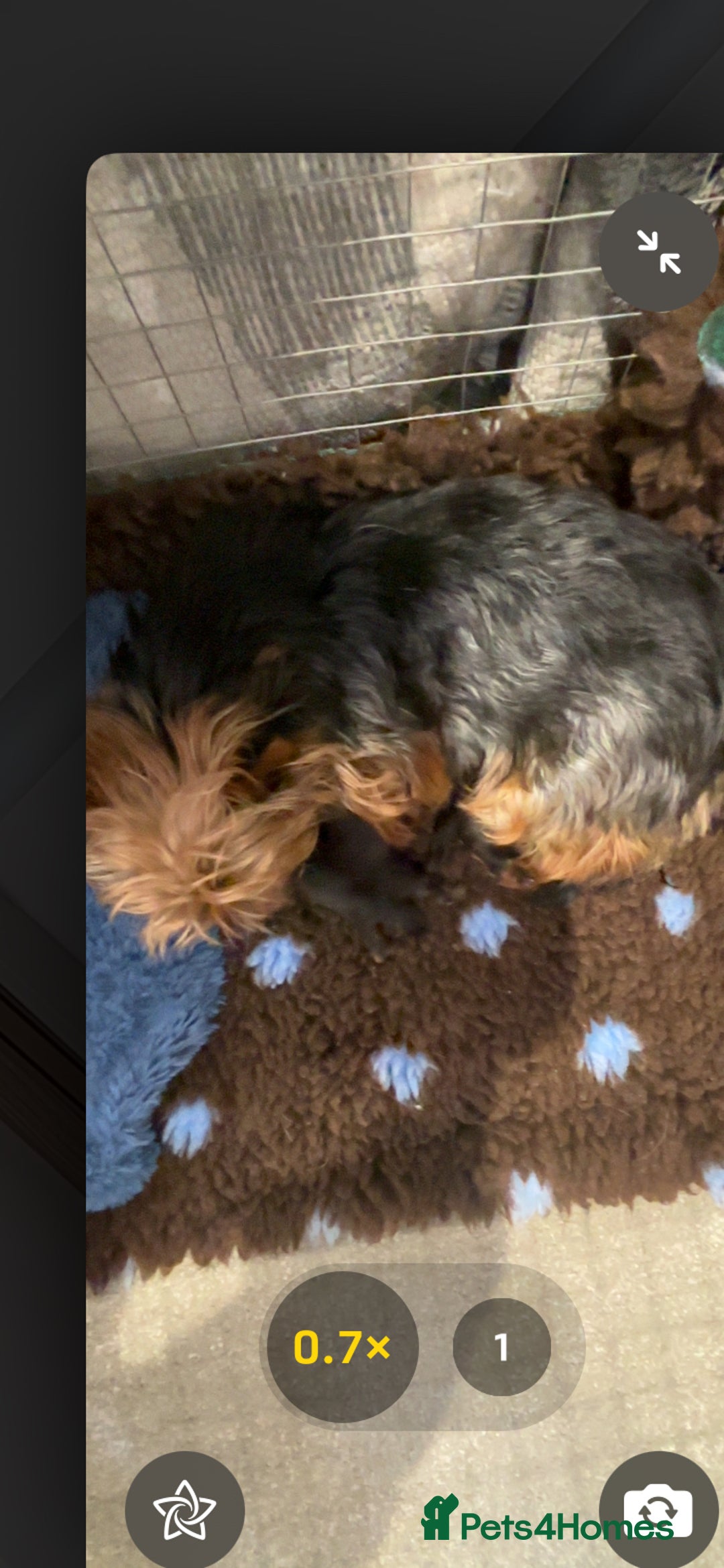 Yorkshire Terrier dogs for sale: Yorkshire terrier - Image 3