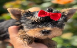 Yorkshire Terrier dogs for sale: Outstanding KC reg purebred Yorkshire terriers - Image 7