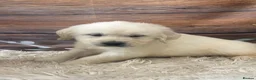 Golden Retriever dogs for sale: KC Reg Golden Retriever  - Advert 17