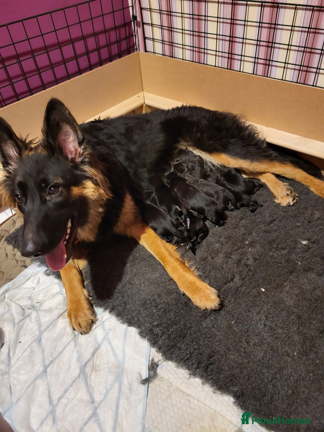 German Shepherd dogs for sale: German shepherd puppies  - Image 6