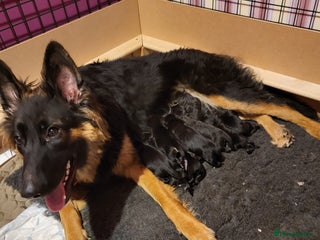German Shepherd dogs - Advert 10