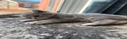 British Shorthair cats for sale: British Shorthair Kittens  - Advert 10