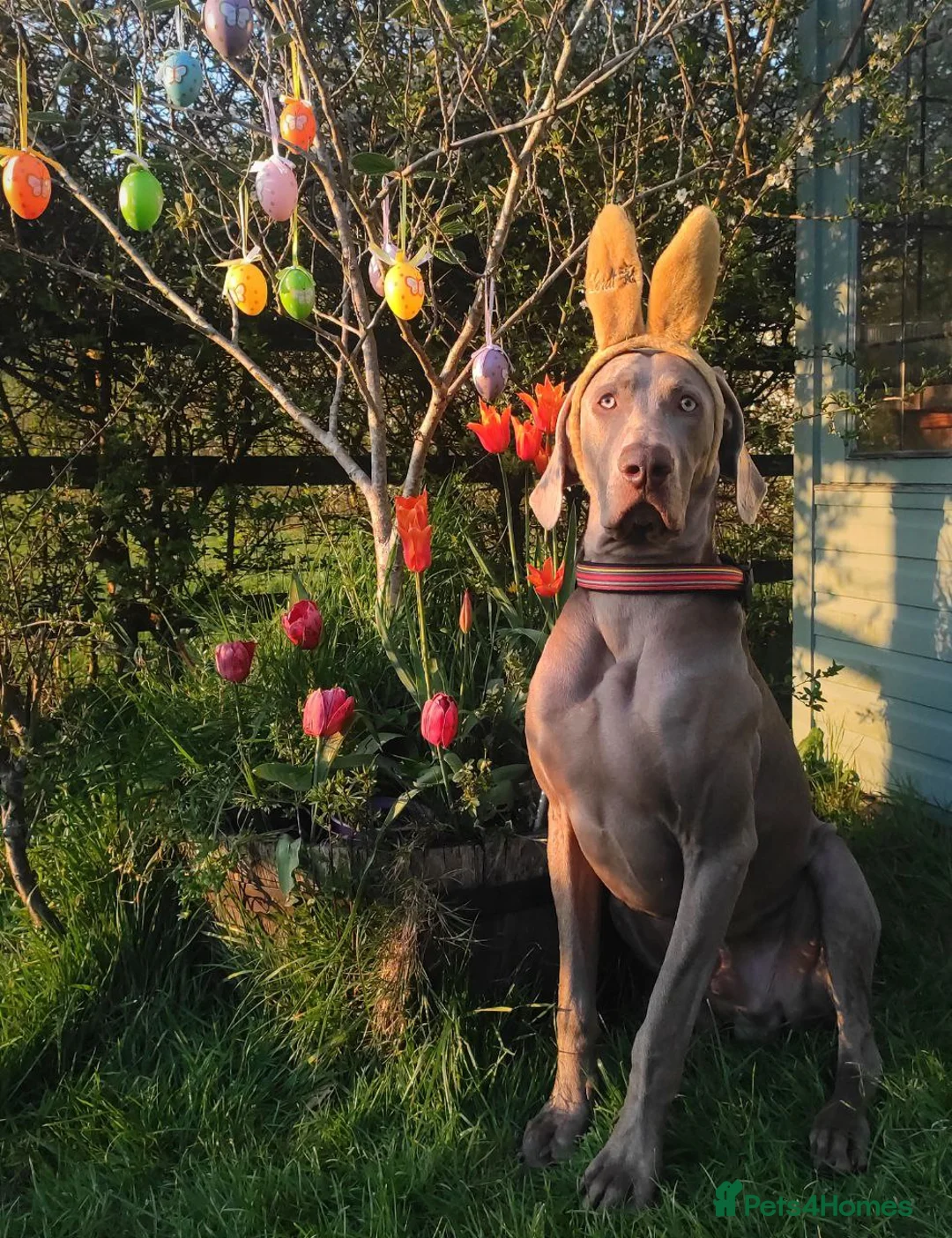 Weimaraner dogs for stud: 🌟Superb🌟Proven🌟Hip Scored🌟KC in Woodbridge - Advert 31