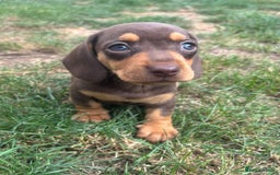 Miniature Dachshund dogs for sale: Ready soon! KC Miniature Dachshund Puppies  - Image 7