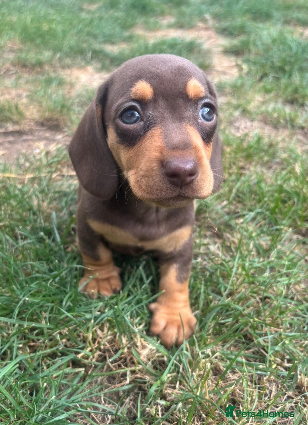 Miniature Dachshund dogs for sale: Ready soon! KC Miniature Dachshund Puppies  - Image 7