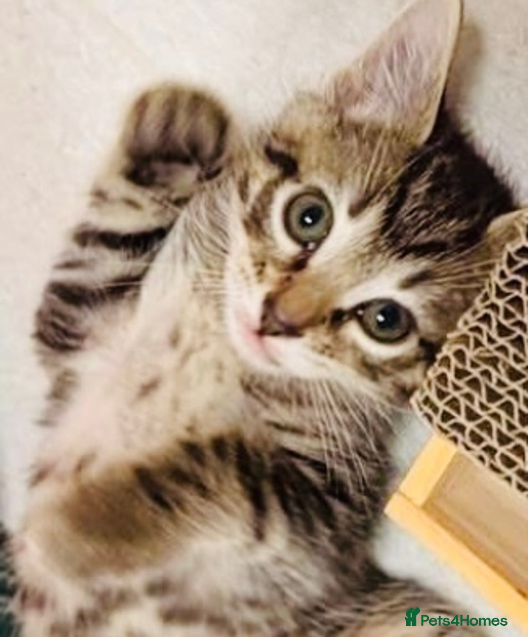 Mixed Breed cats for sale: A lovely litter of Ragdoll Bengal kittens ready  - Advert 2