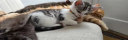 Mixed Breed cats for sale: Maine coon kittens available in Peterborough - Advert 9