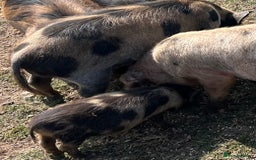 Pig livestock for sale: Kune kune cross, different ages/prices - Image 7