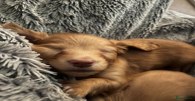 Miniature Dachshund dogs - Advert 6