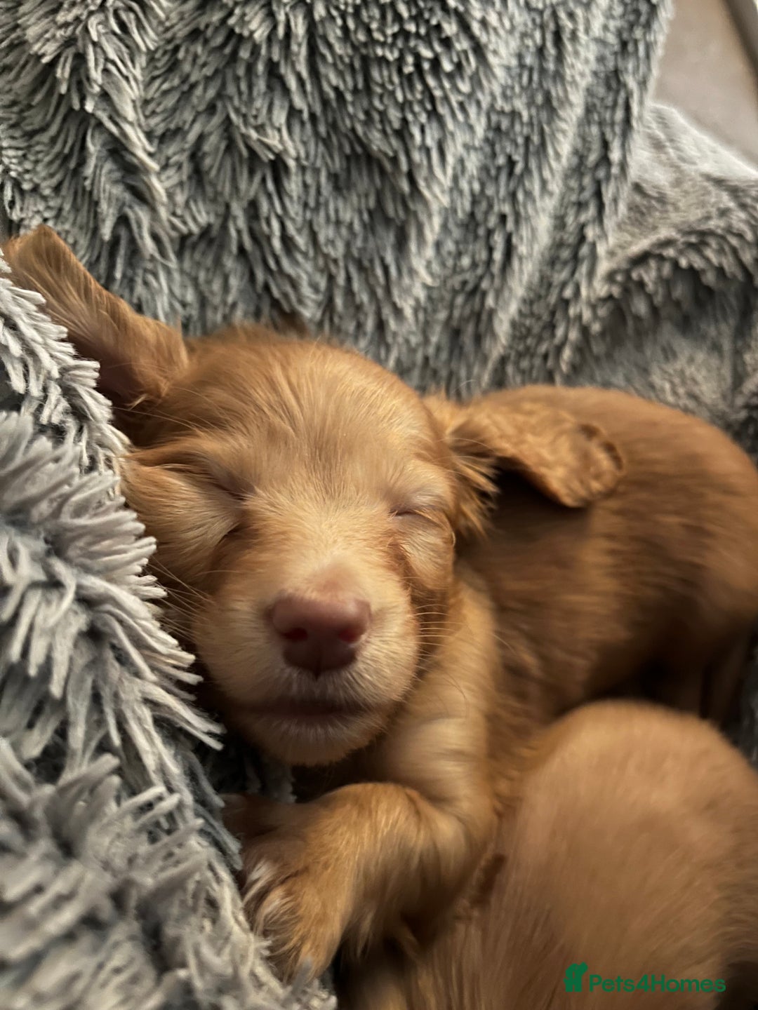 Miniature Dachshund dogs for sale: Red & Shaded Cream! KC Mini Long Haired Dachshunds - Image 5