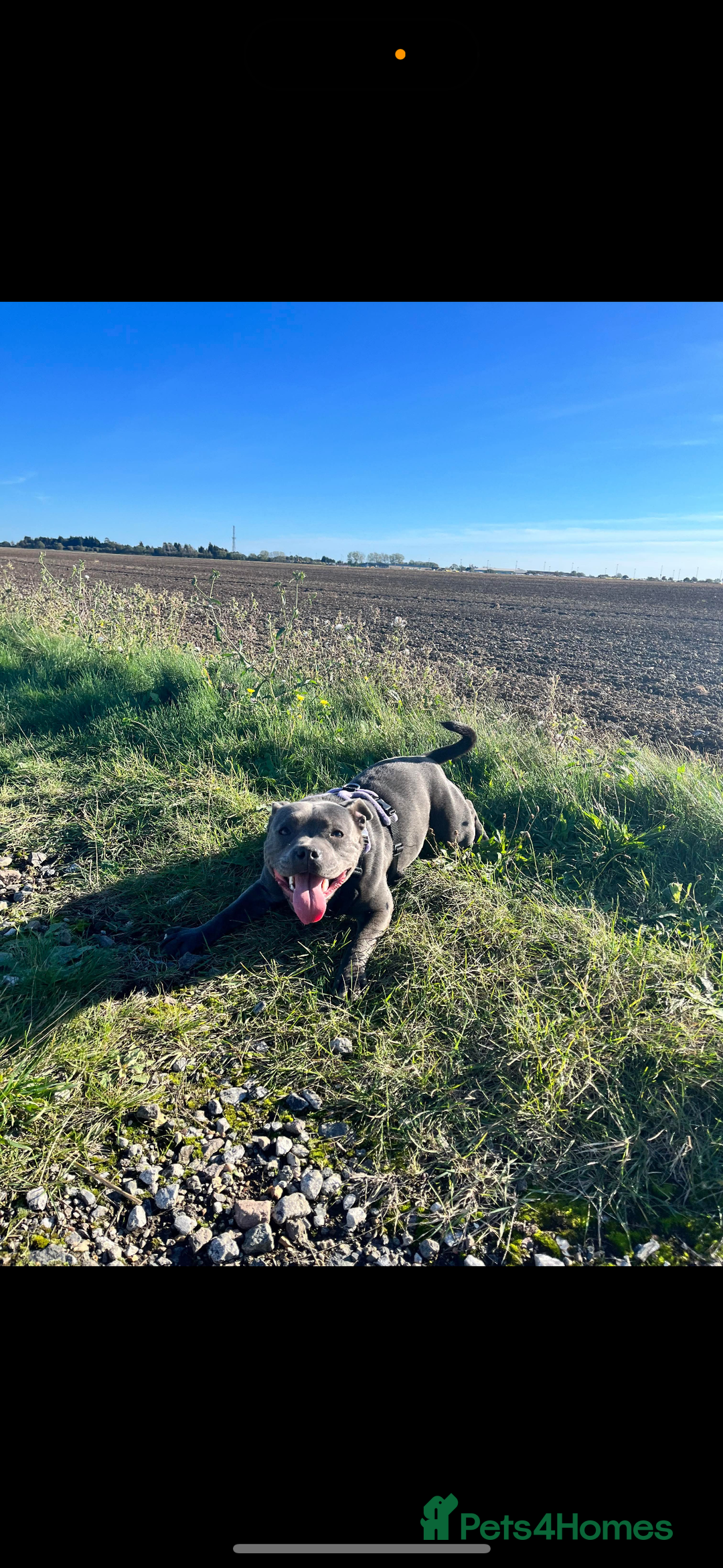 Staffordshire Bull Terrier dogs for sale: Staffordshire bull terrier puppies - Advert 24