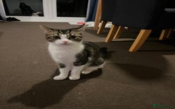Mixed Breed cats for sale: 5 Beautiful kittens looking for homes - Image 11