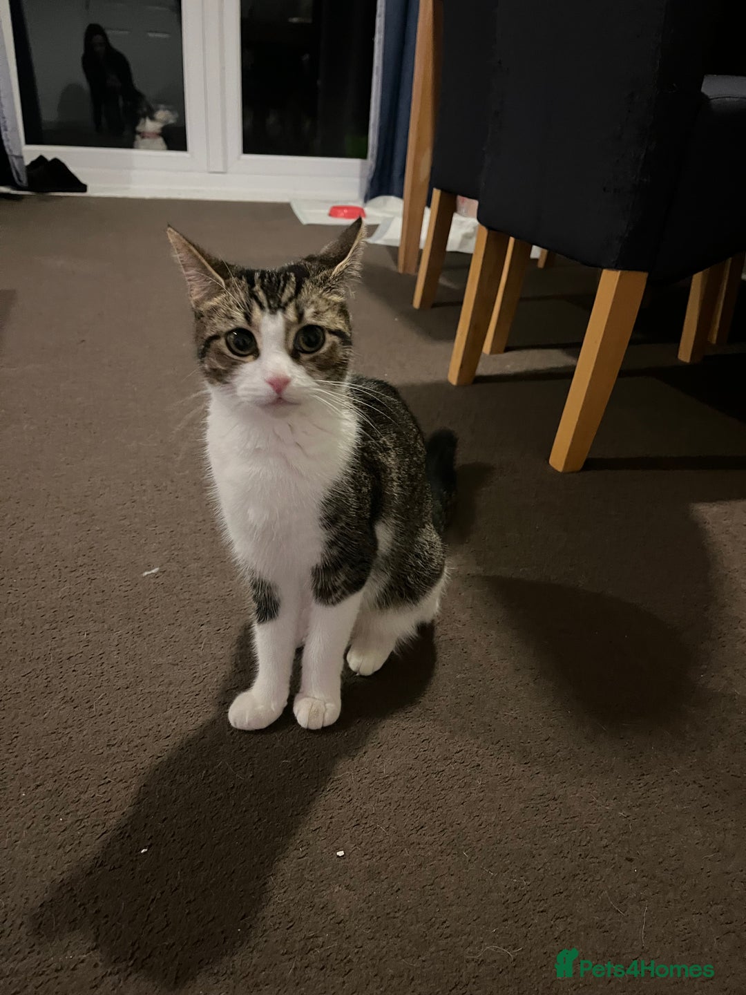 Mixed Breed cats for sale: 5 Beautiful kittens looking for homes - Image 11