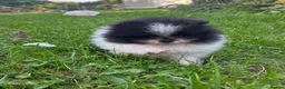 Pomeranian dogs for sale: Ready now small pomeranian puppies vaccinated in Mablethorpe - Advert 7