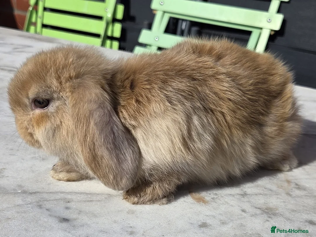 Dwarf Lop rabbits for sale: 3 mini dwarf lop bunnies in Hereford - Advert 2
